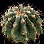 Melocactus schatzlii Агульны выгляд