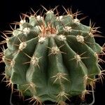 Melocactus schatzlii