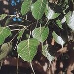 Ficus religiosa Leaf