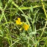 Lathyrus pratensis Folha