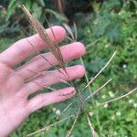 Bothriochloa bladhii Květ