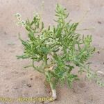 Cycloloma atriplicifolium Habit