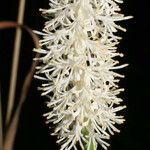 Chamaelirium luteum Fiore