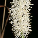 Chamaelirium luteum Flower