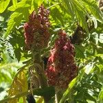 Rhus typhinaЦвят