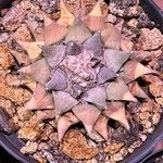 Ariocarpus retusus Fulla