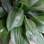 Aspidistra elatior Frunză