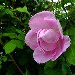Rosa pendulina Květ