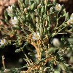 Polycarpaea robbairea Leaf