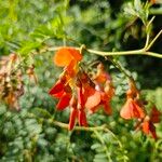 Sesbania punicea Blomst