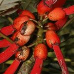 Erythrina globocalyx Vaisius