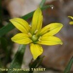 Gagea spathacea Floare