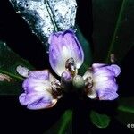 Acanthus ilicifolius Blomma