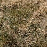 Deschampsia cespitosa Habit