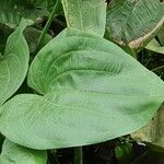 Echinodorus cordifolius Leaf