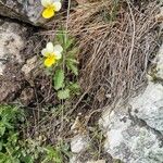 Viola tricolorBlomma