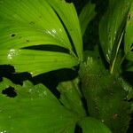 Reinhardtia simplex 葉