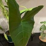 Alocasia zebrina Leaf