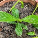 Psychotria viridis Foglia