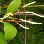 Peperomia pseudoalpina Yaprak