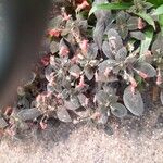 Kohleria amabilis 整株植物