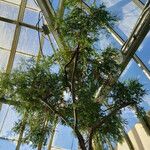 Dacrydium elatum অভ্যাস