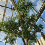 Dacrydium elatum Habit