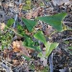 Smilax aspera Fuelha