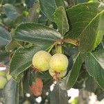 Crataegus crus-galli Fruit