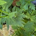 Trollius chinensis Feuille