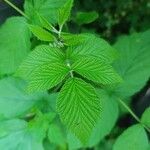 Rubus occidentalis Outro