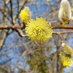 Salix daphnoides Kvet