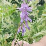 Vicia craccaBlüte