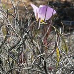 Calochortus flexuosus Blodyn