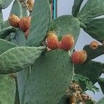 Opuntia ficus-indicaᱥᱟᱠᱟᱢ