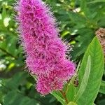 Spiraea salicifolia Blomma