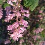 Ribes sanguineum Flor