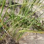 Calamagrostis breviligulata Leaf