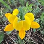 Lotus corniculatusBlodyn