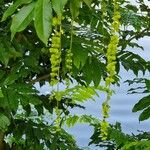 Pterocarya fraxinifolia Fruit