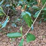 Quercus virginiana Bark