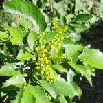 Berberis aquifolium Blad