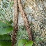 Microgramma vacciniifolia 樹皮