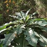 Sonchus fruticosus Hoja