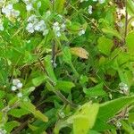 Myosotis minutiflora ফুল