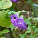 Maurandya barclayana Flor
