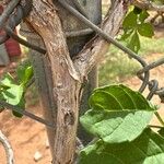 Cissus trifoliata Corteza