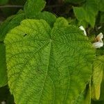 Sparrmannia africana Leaf