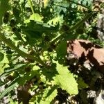 Chenopodium capitatum Leaf