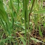 Hordeum marinum Hoja